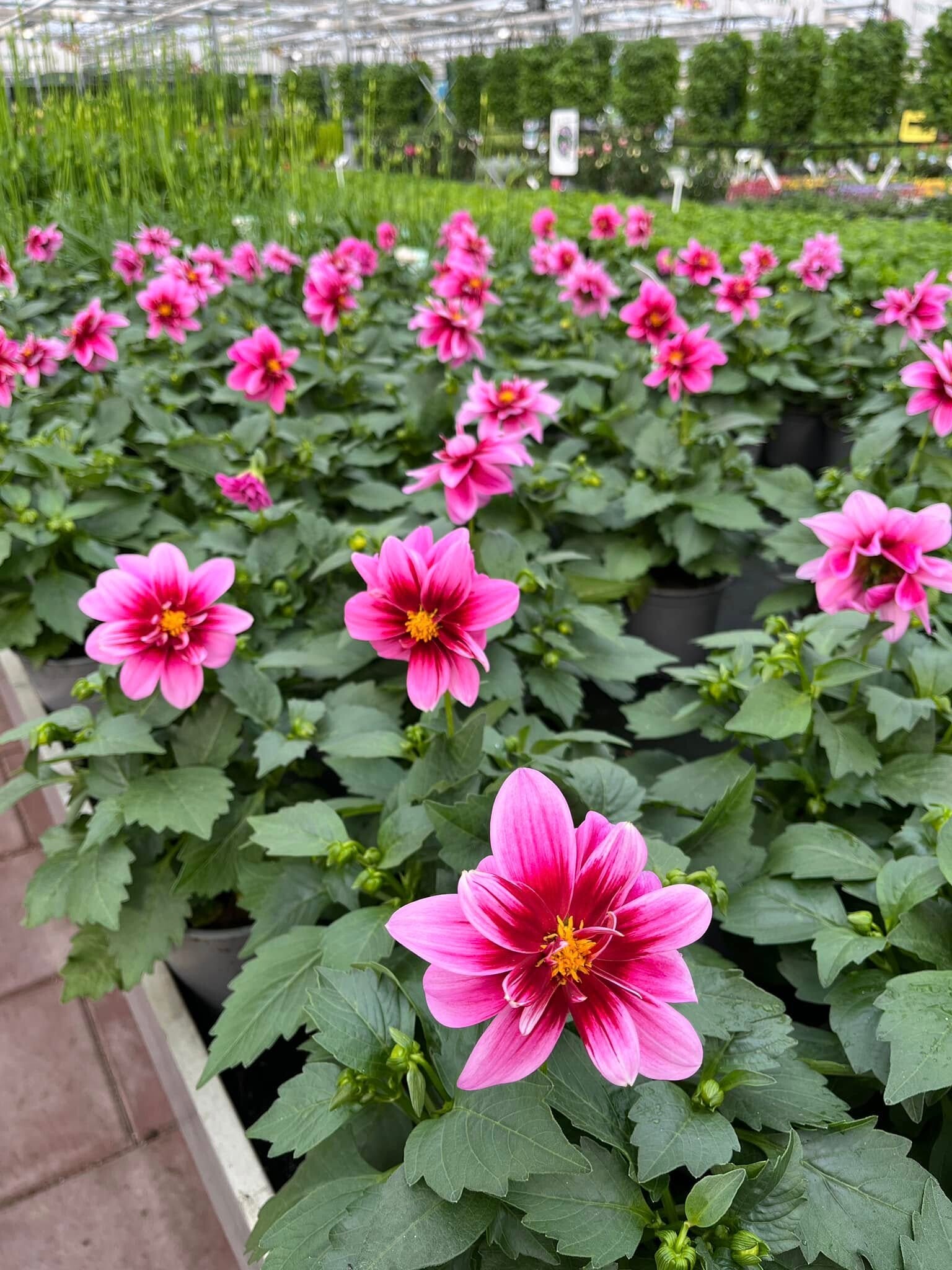 440461100_979514304184060_797010093086568351_n 440461100_979514304184060_797010093086568351_n